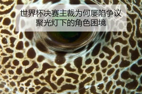 世界杯决赛主裁为何屡陷争议 聚光灯下的角色困境